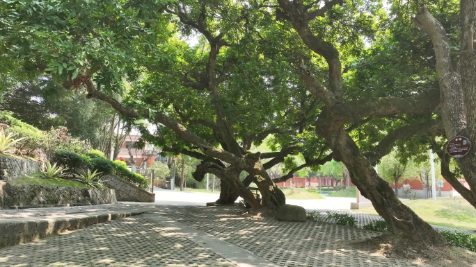 仰拍树林仰望树木森林阳光穿过树林透过树叶