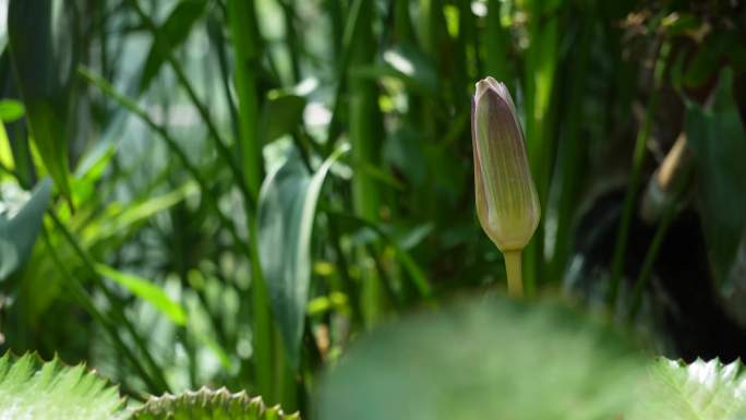 【镜头合集】花苞出淤泥而不染荷花莲(1)