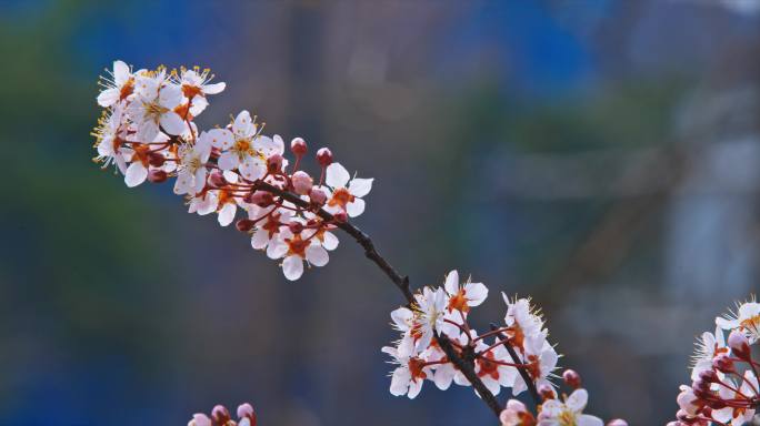 春天鲜花盛开