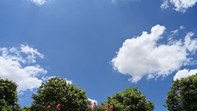 夏天阳光下蓝色天空下的盛开的蔷薇花