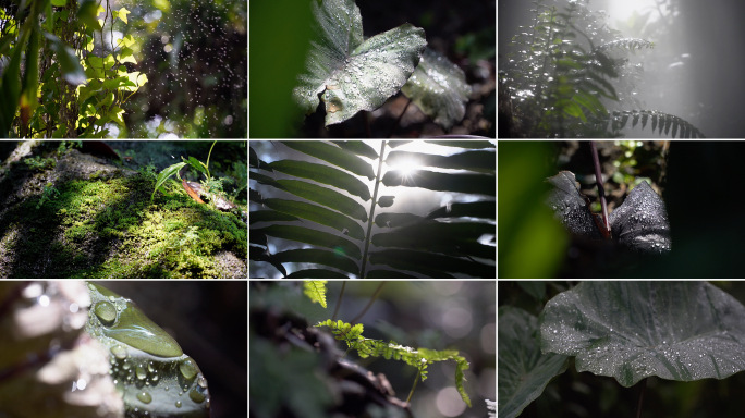 【可商用】春天 露珠 植物 叶子上的水珠