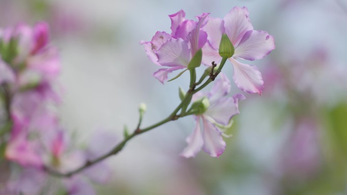 花朵特写 鲜花盛开 粉紫荆 4k 宣传片