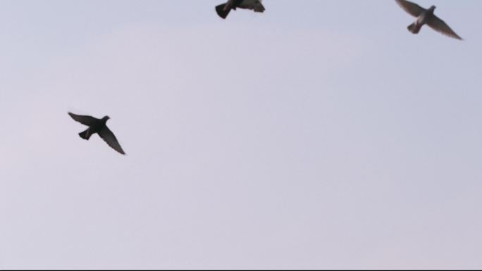 4K 群飞的鸽子高速摄影信鸽赛鸽 和平鸽