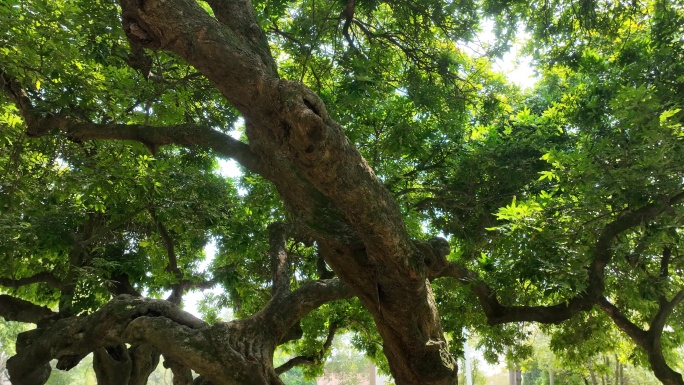 仰拍树林仰望树木森林阳光穿过树林透过树叶