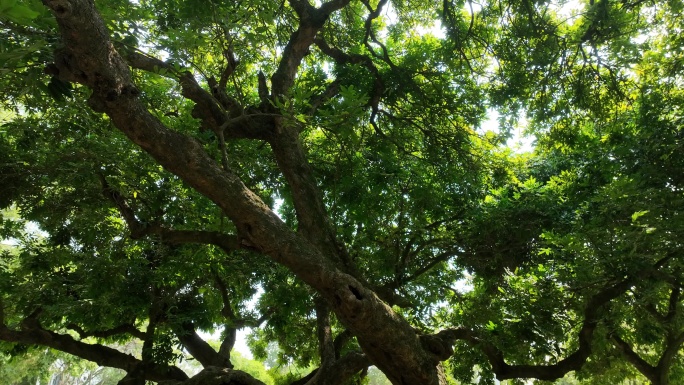 仰拍树林仰望树木森林阳光穿过树林透过树叶