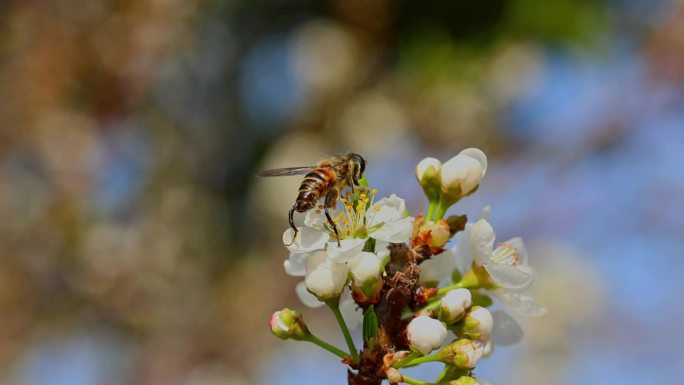 春天李花蜜蜂采蜜