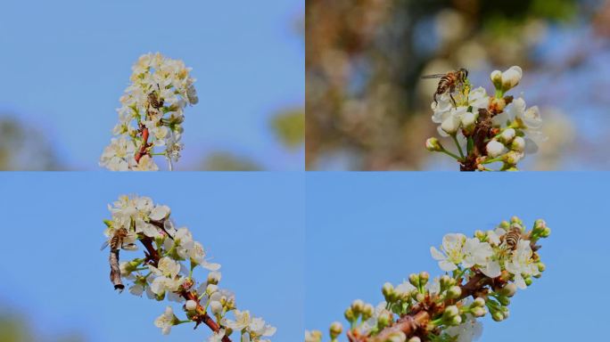 春天李花蜜蜂采蜜