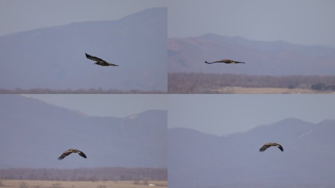 鹰在山脉中飞翔