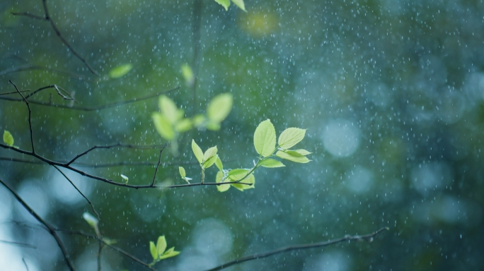 4k惊蛰谷雨嫩芽春天下雨植物唯美空镜片头