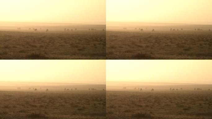 风中骆驼防沙治沙 环境治理抗旱 骆驼