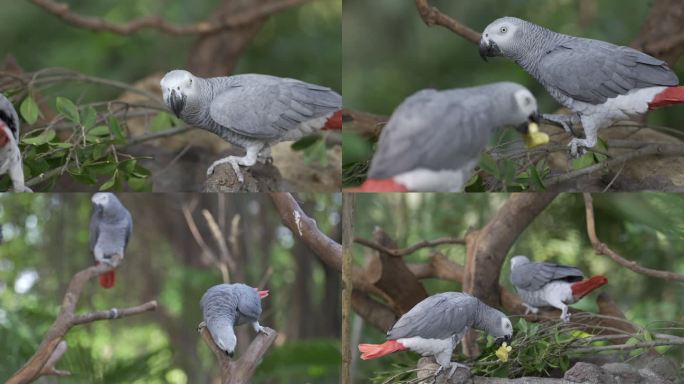 灰鹦鹉小鸟