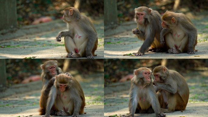 猴子联络感情龙虎山猕猴恒河猴