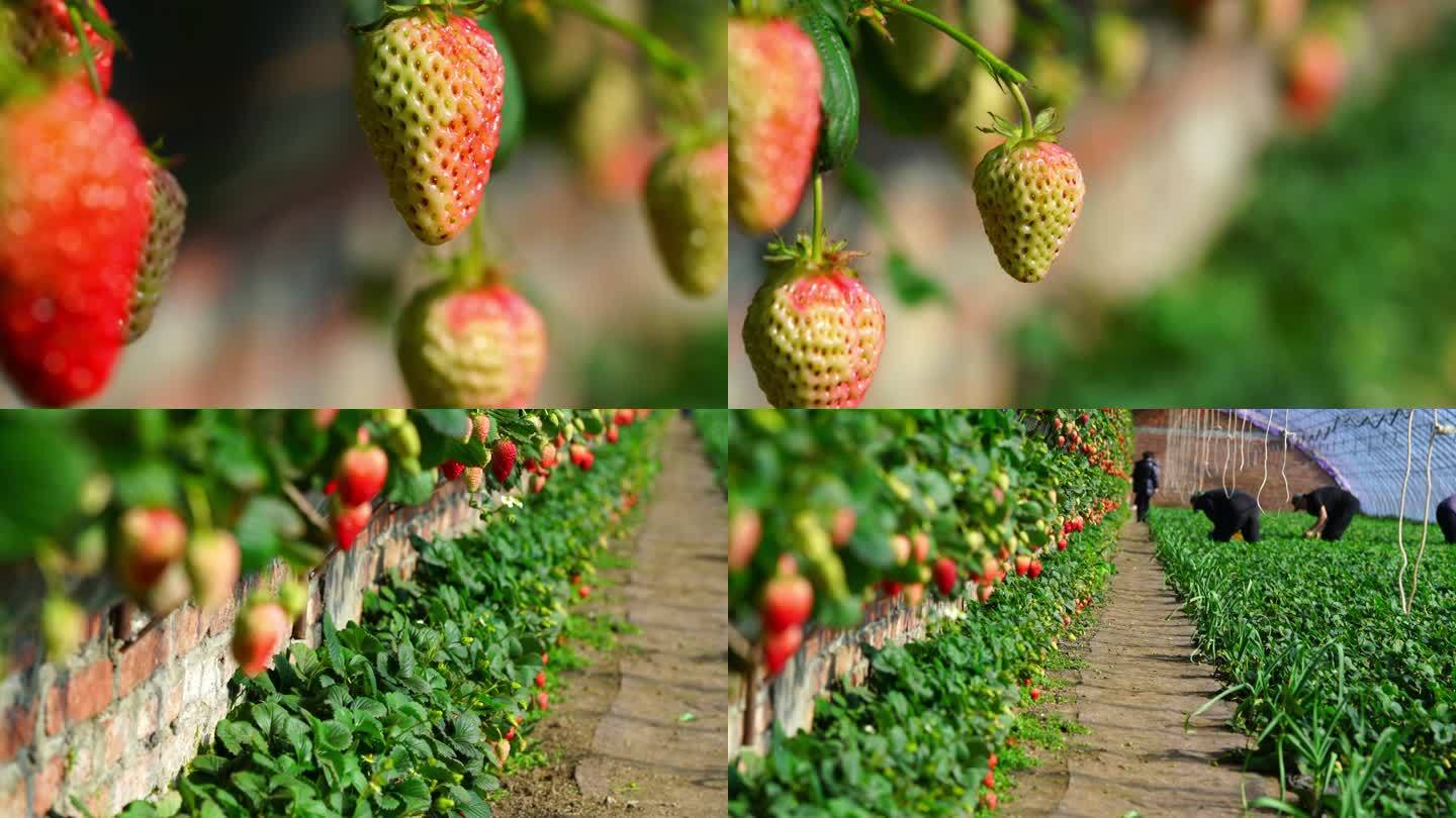 采摘园采摘草莓