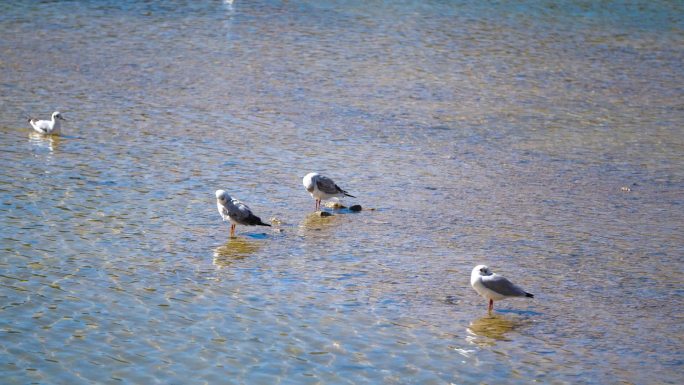 野外动物 一群鸟 水禽 动物 海鸥