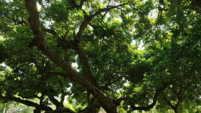 仰拍树林仰望树木森林阳光穿过树林透过树叶