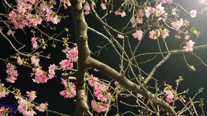 树荫光斑月光明媚夜光透过仰视桃花树叶晚风