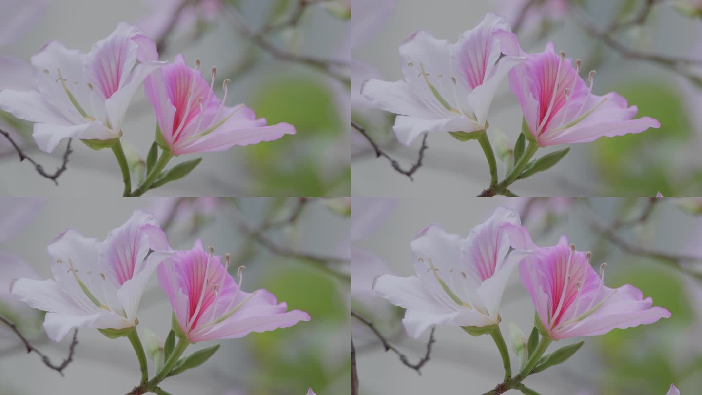 花朵特写 鲜花盛开 粉紫荆 4k 宣传片