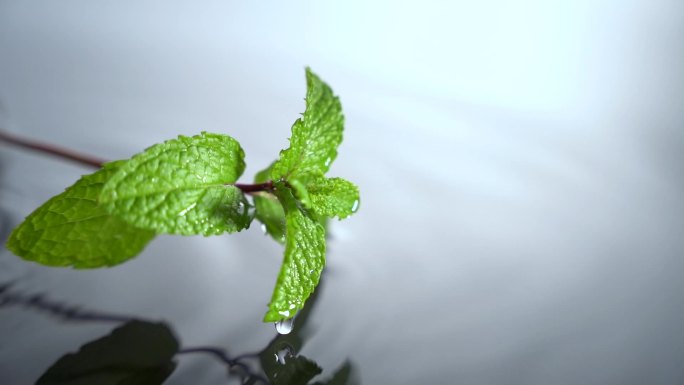 白色背景薄荷叶水珠滴落薄荷落下