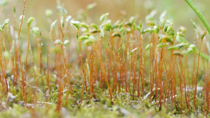 雨后苔藓