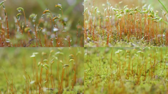 雨后苔藓