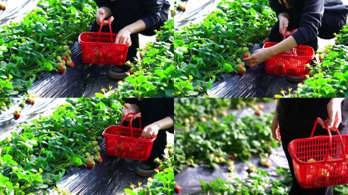 采摘园采摘草莓