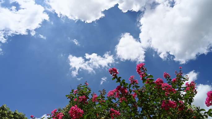 夏天阳光下蓝色天空下的盛开的蔷薇花