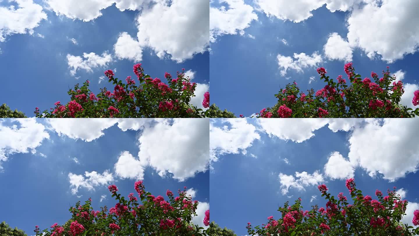 夏天阳光下蓝色天空下的盛开的蔷薇花