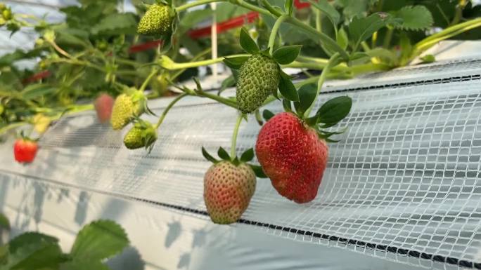草莓种植 草莓园 摘草莓