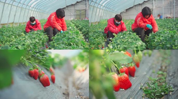 【4K】草莓种植大棚视频素材