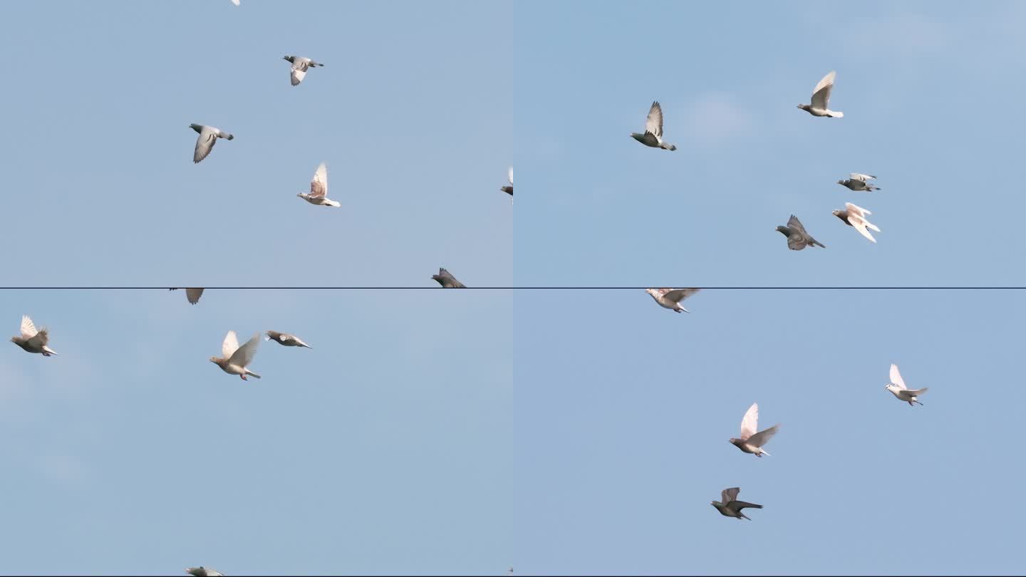4K 高速摄影 群飞的鸽子 和平鸽 信鸽