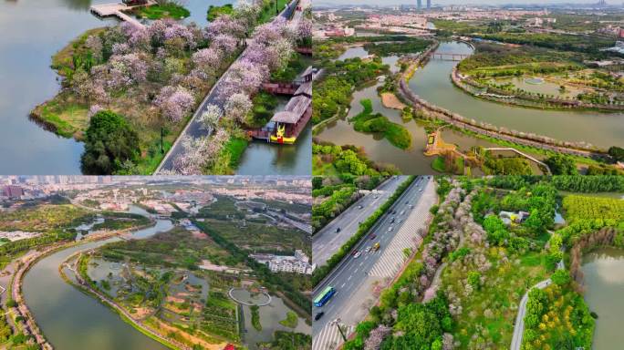 广州春季海珠国家湿地公园紫荆花开
