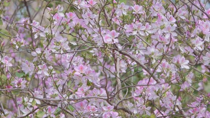 花朵特写 鲜花盛开 粉紫荆 4k 宣传片