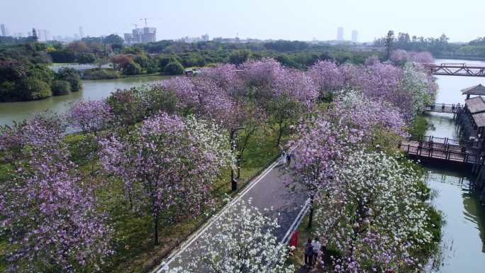 广州海珠国家湿地公园紫荆花海航拍集锦二