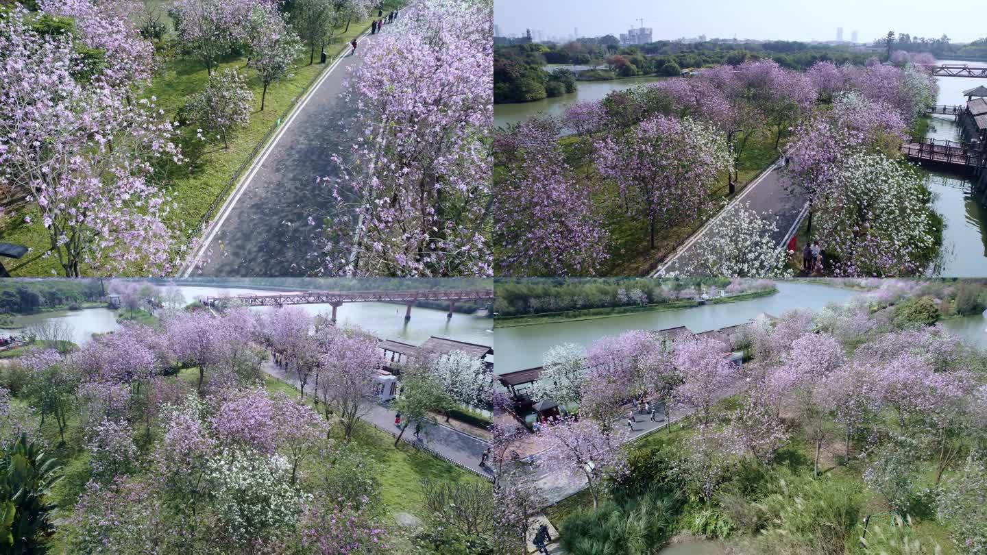 广州海珠国家湿地公园紫荆花海航拍集锦二