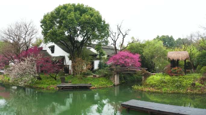 杭州西溪湿地公园初春中式庭院梅花盛开航拍