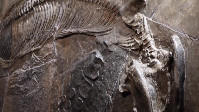 【镜头合集】化石恐龙脊椎动物生物进(2)