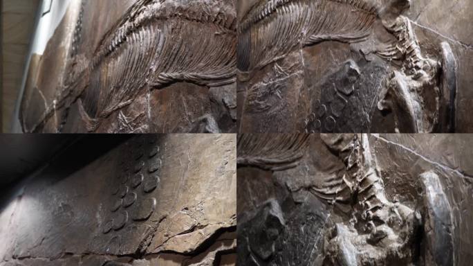 【镜头合集】化石恐龙脊椎动物生物进(2)