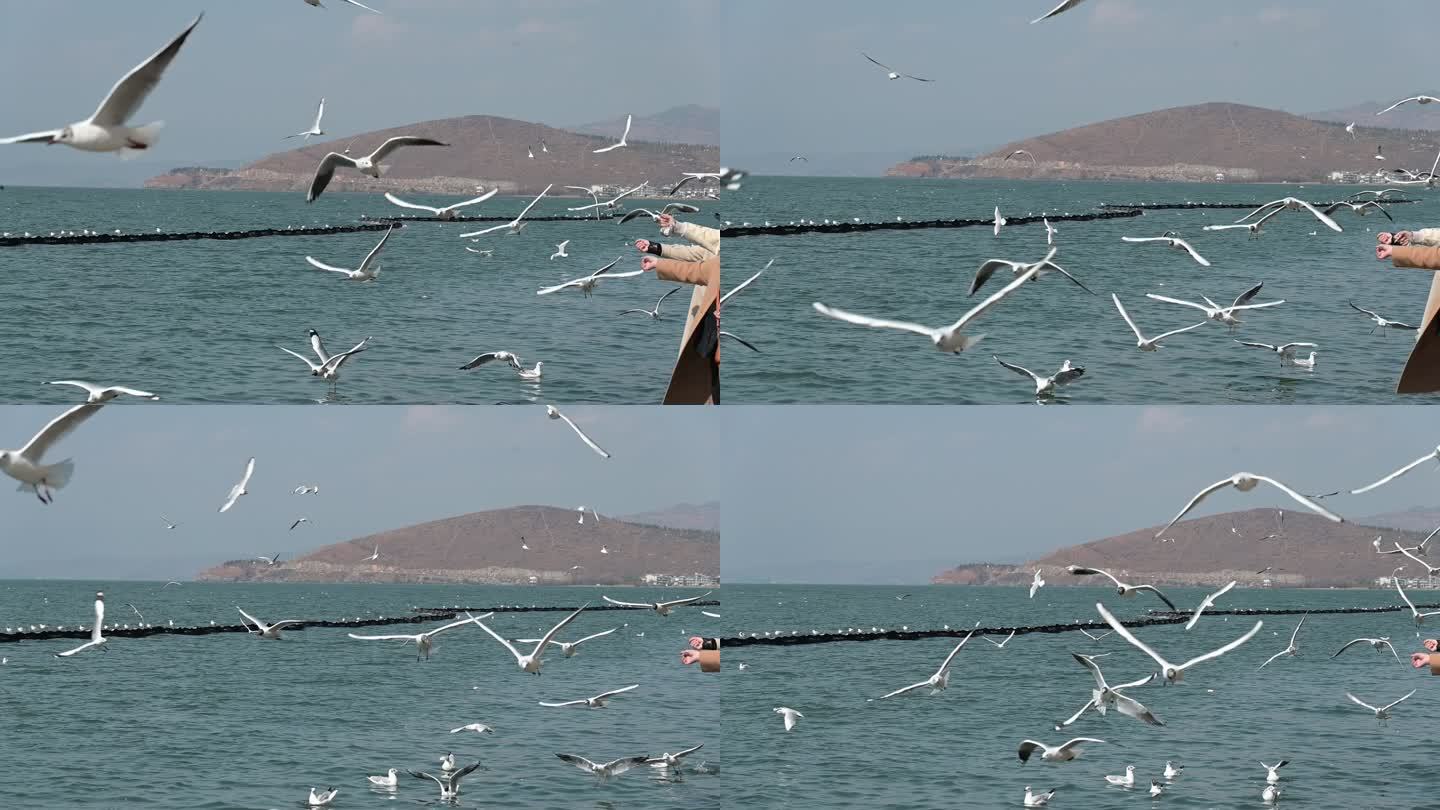 洱海 海鸥成群飞舞素材