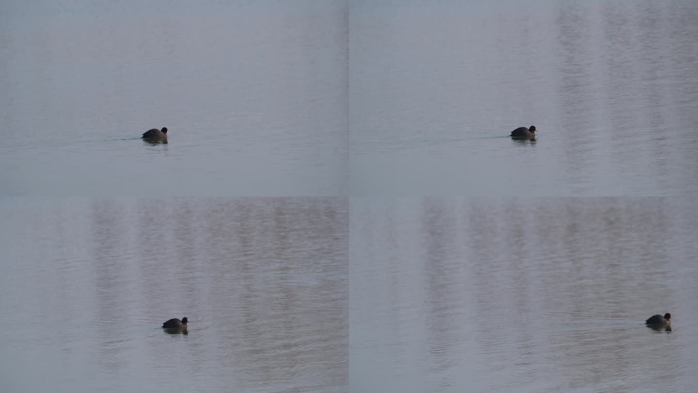 一只水鸭在水上游过