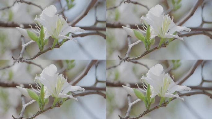 花朵特写 鲜花盛开 粉紫荆 4k 宣传片