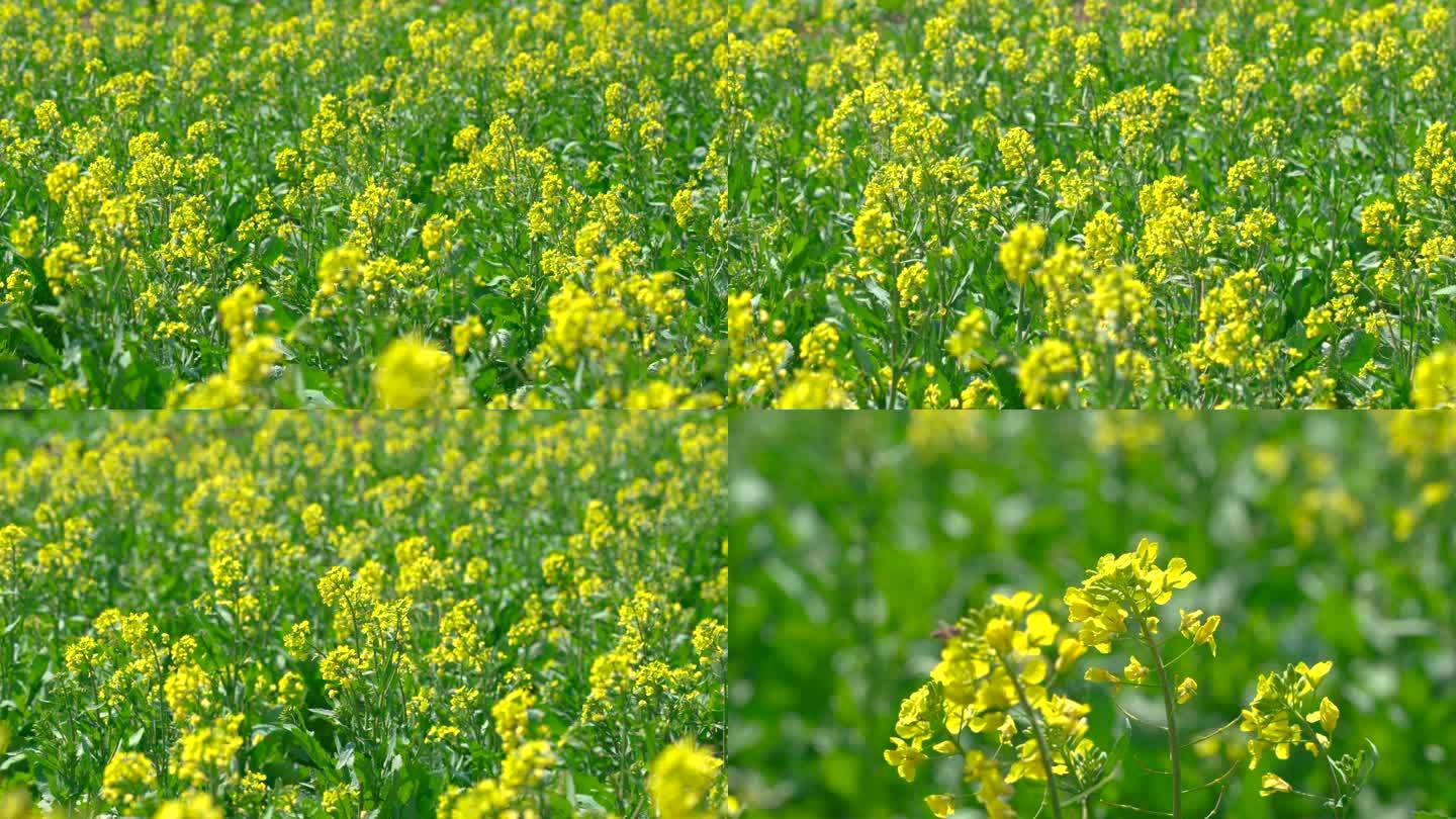 油菜花油菜花田