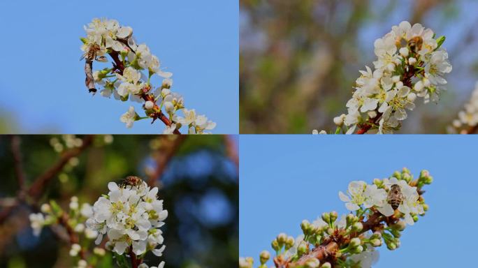 春天李花蜜蜂采蜜