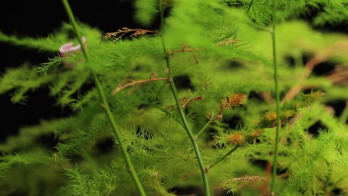 植物盆栽大合集