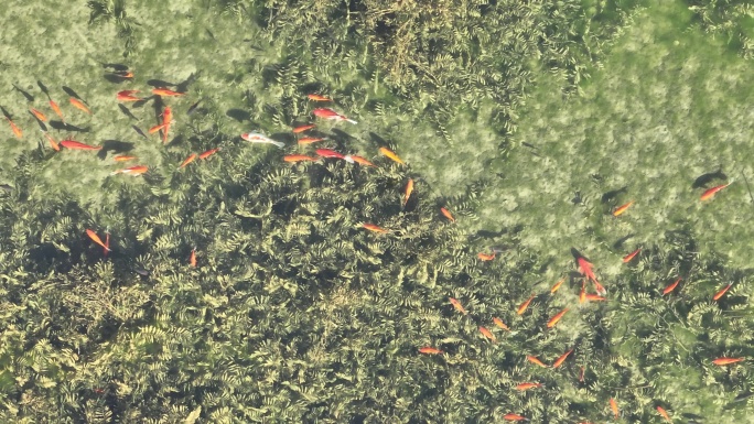 航拍俯瞰水潭水草间游动的红鱼