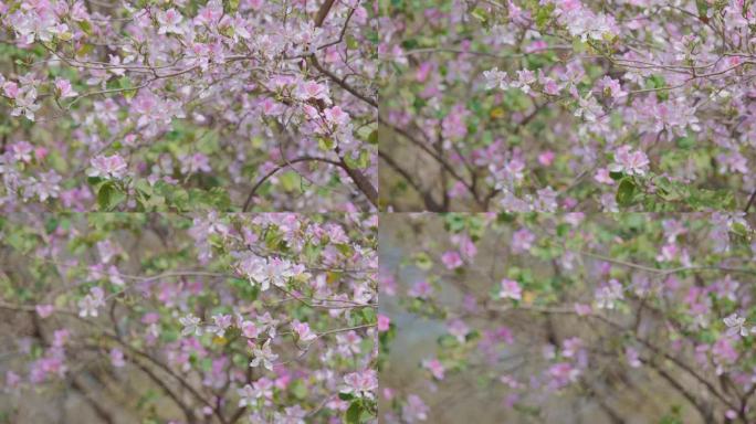 开春 春天 花朵特写 鲜花盛开 粉紫荆