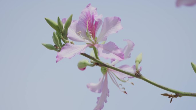 花朵特写 鲜花盛开 粉紫荆 4k 宣传片