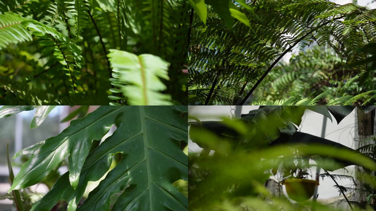 【镜头合集】含羞草热带雨林植物园绿(3)