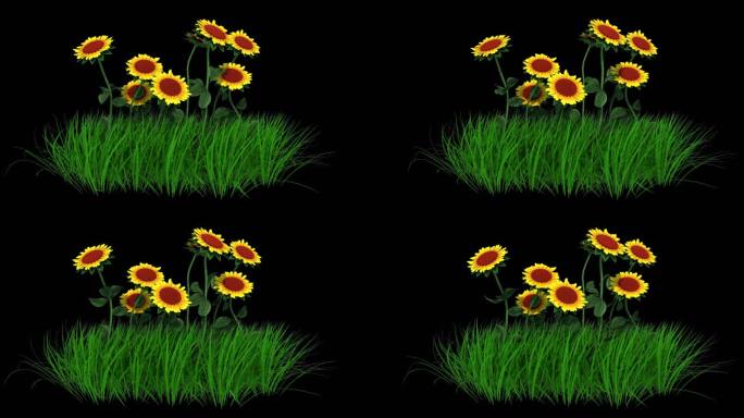 【原创】向日葵植物动画视频素材-带通道