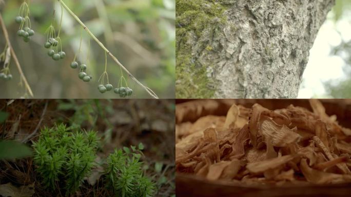 石斛灵芝茯苓黄精白芨千层塔杜仲金钱柳等等