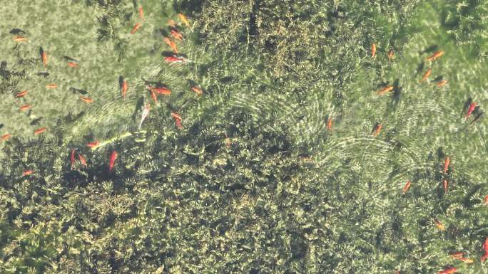 航拍俯瞰昆嵛山六度寺水潭里的红鱼